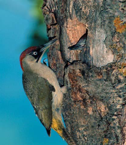  Image name: picchio verde4.jpg 
 width: 414 pixel 
 height: 474 pixel 
 Size: 41111 bytes 
 Click to enlarge 